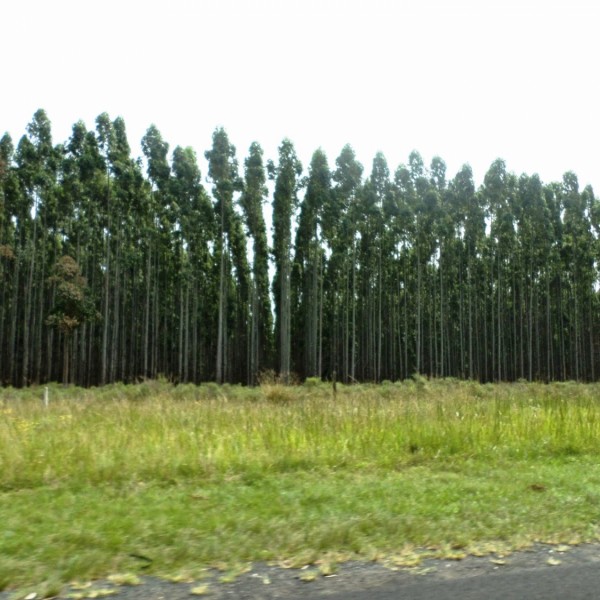 Eukaliptusz ültetvény